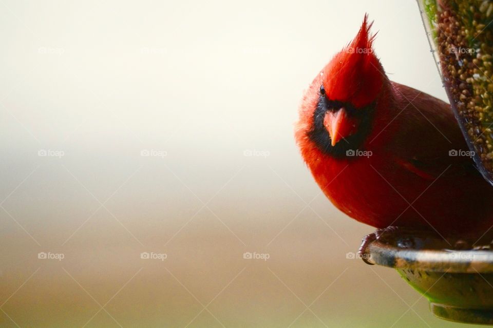 Cardinal