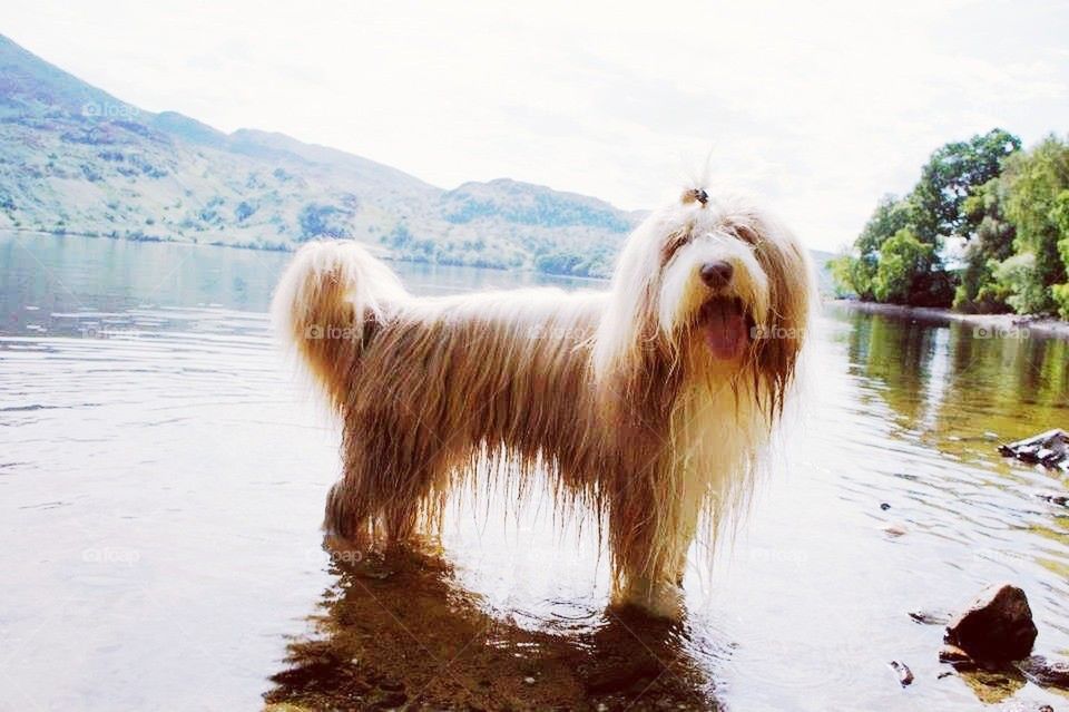 united kingdom lake stirling bearded collie by l.mcquater