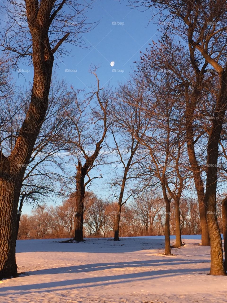 Winter Morning Moon