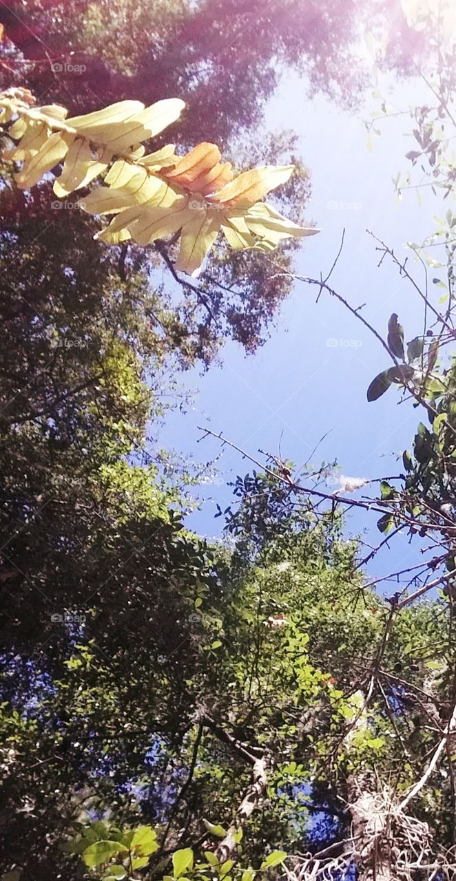 trees and foliage in back yard