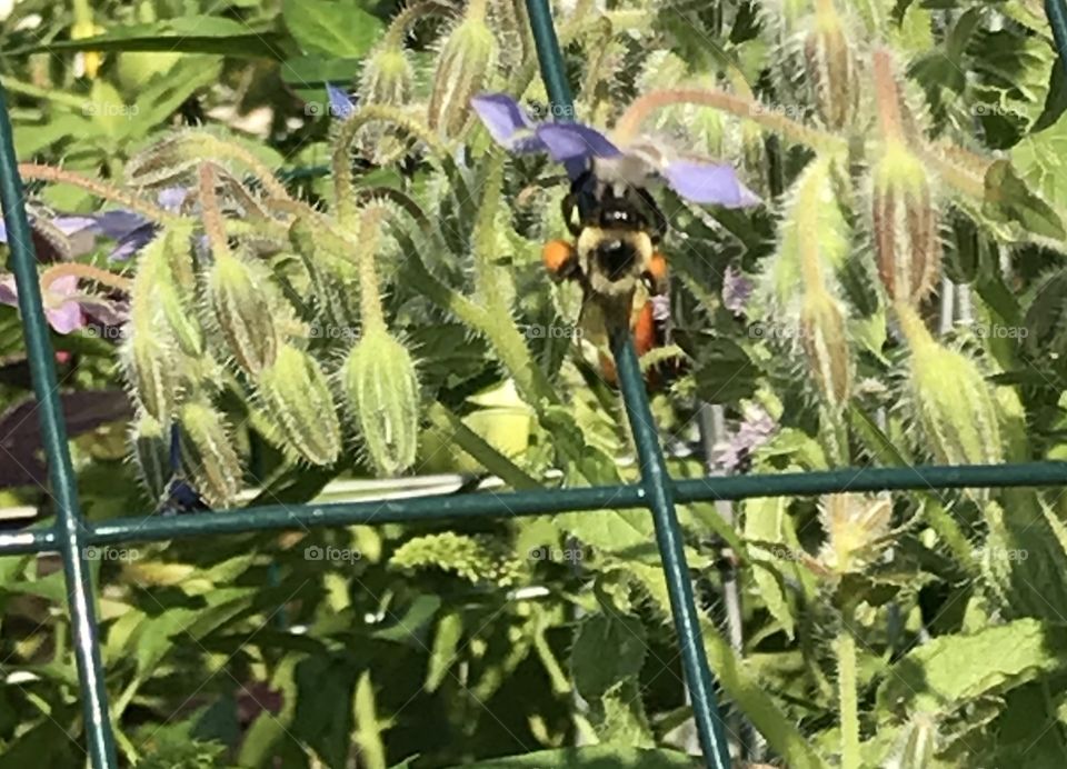 Bombus Bumblebee on my borage garden flowers