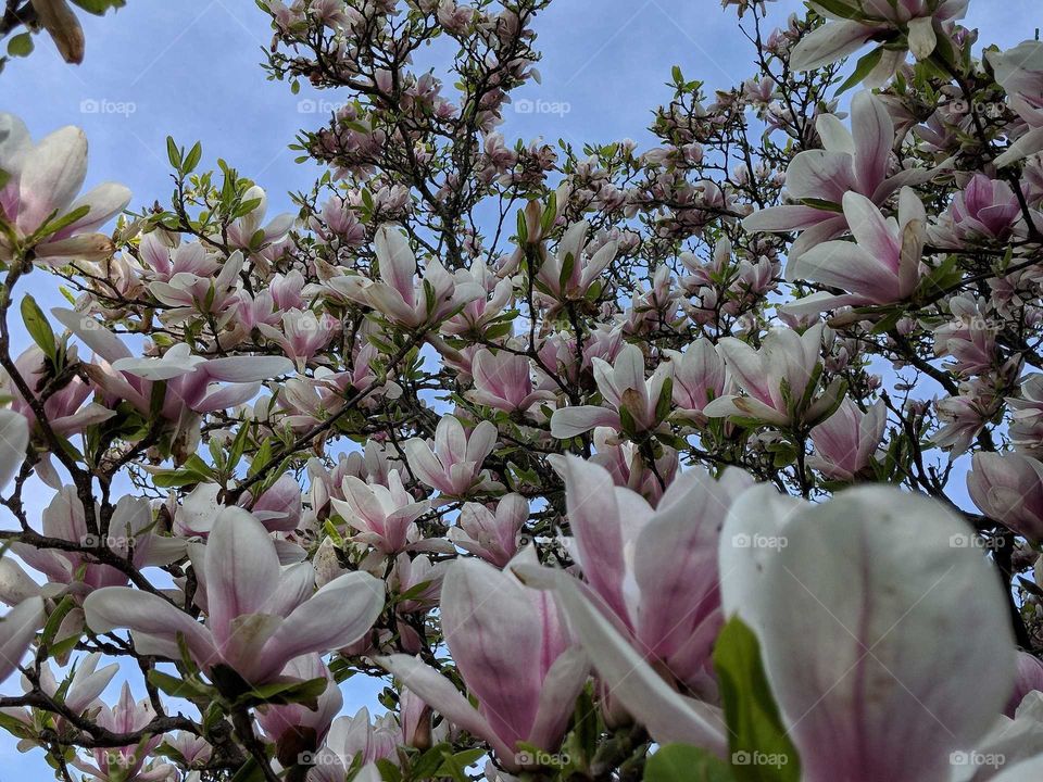 A beautiful tree of flowers.