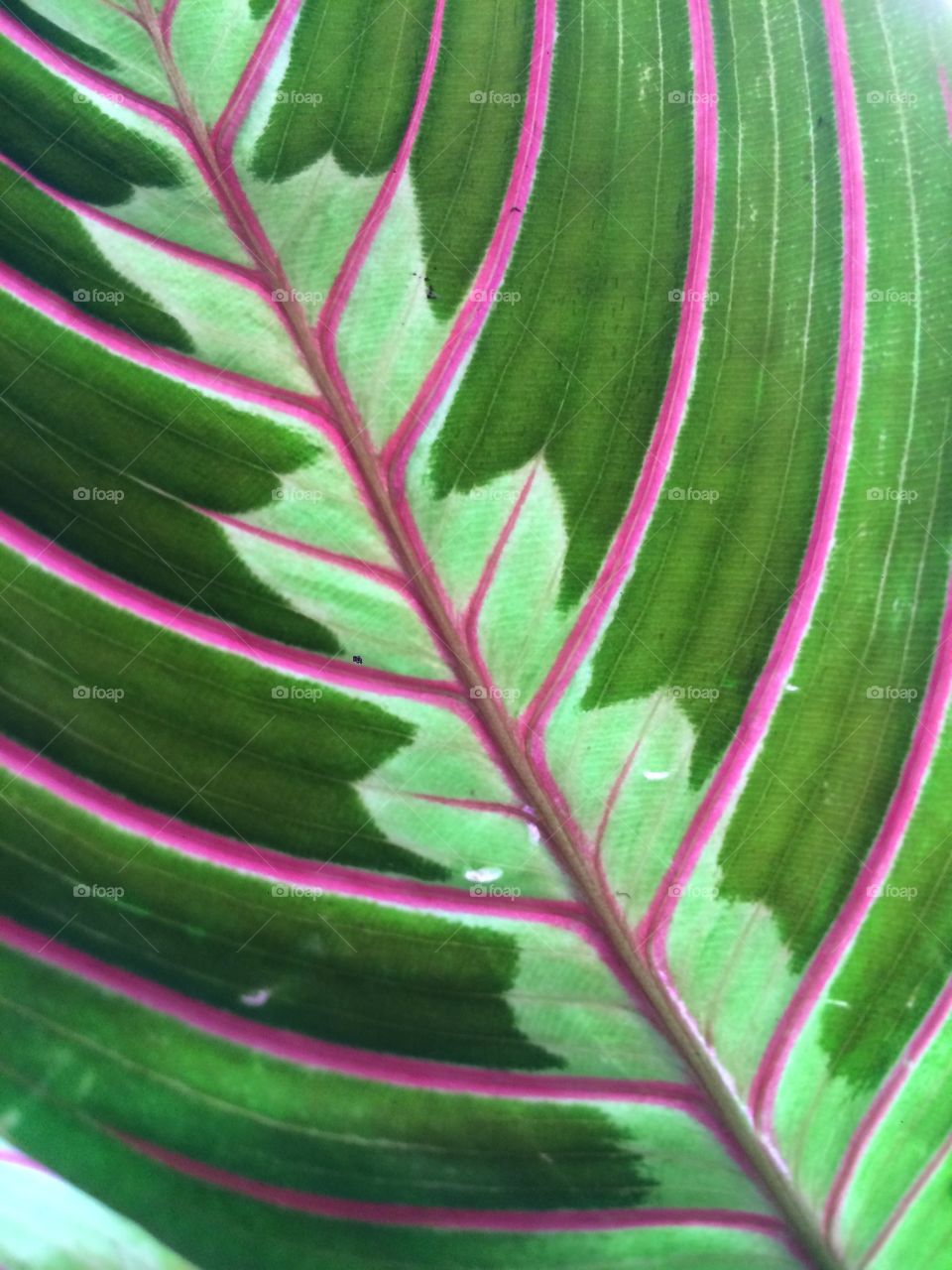 Leaf, No Person, Flora, Fern, Growth