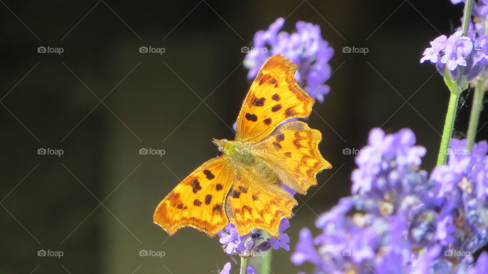 Butterfly on purple flowers