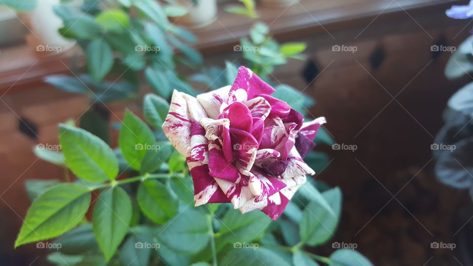 mini multicolor rose