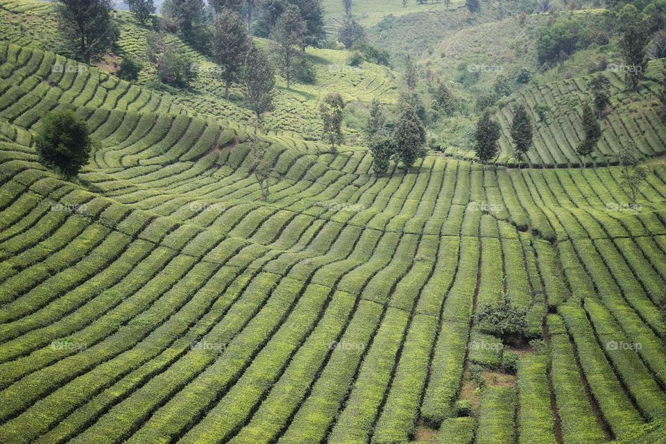 tea plantation