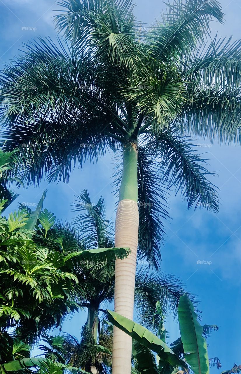 Luquillo palm tree 