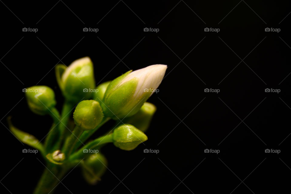 Venus flytrap bloom