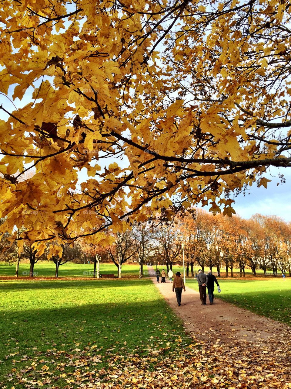 Walk in the park