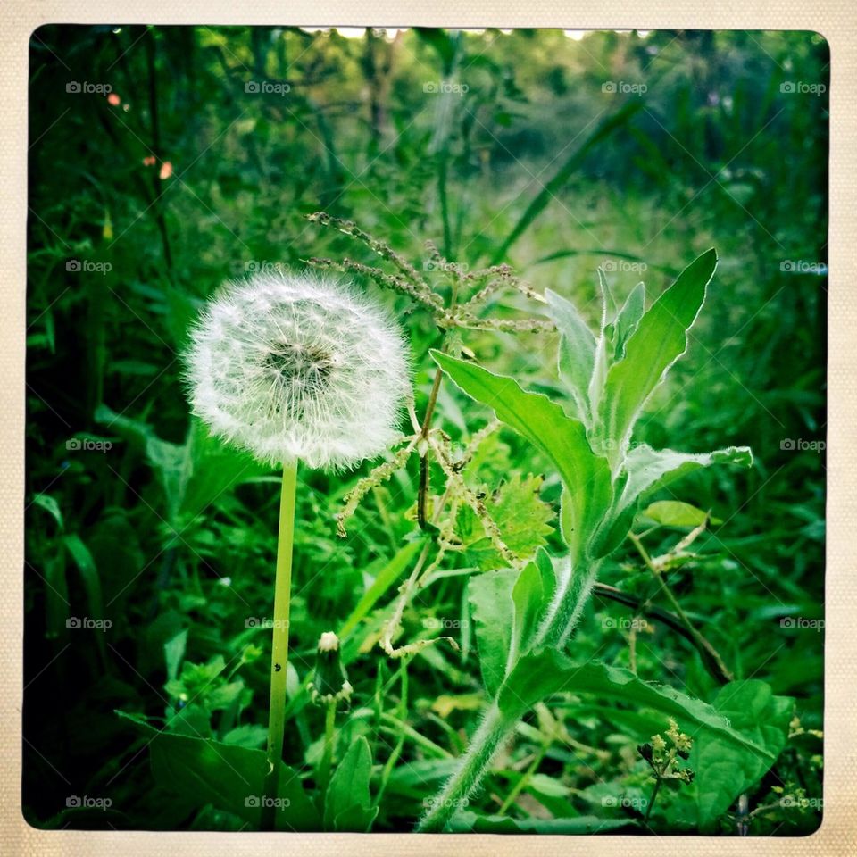 Dandelion 