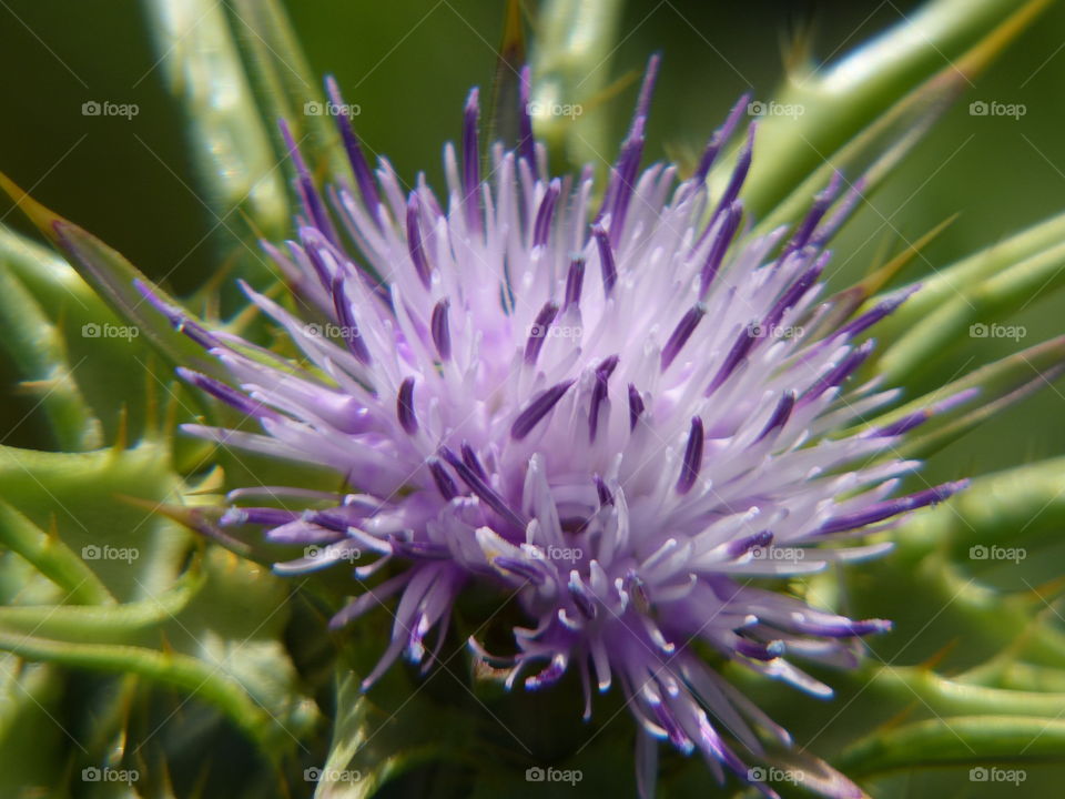 Purple tipped thistle 