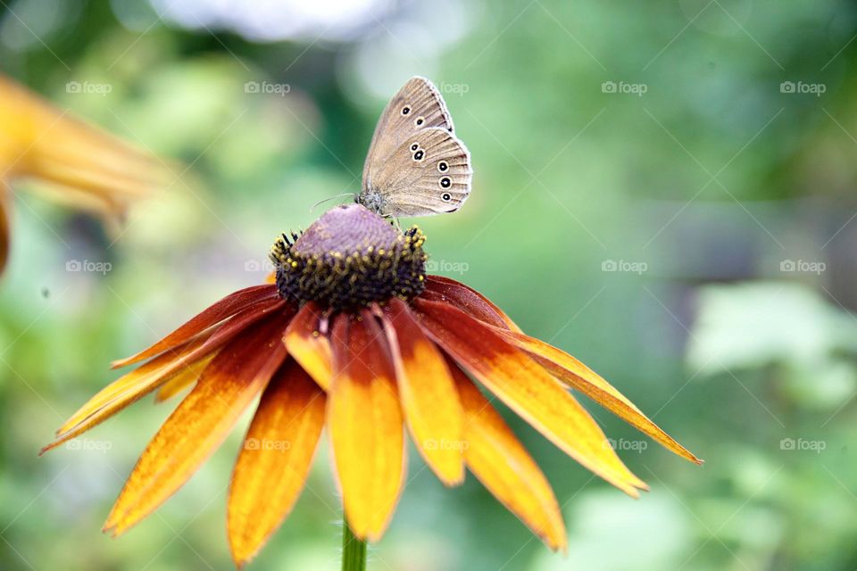 A close-up of a yellow echinacea flower with a small spider nestled in its petals, surrounded by a soft green background of nature.