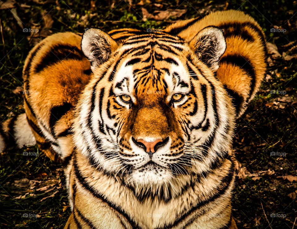 Close-up portrait of tiger