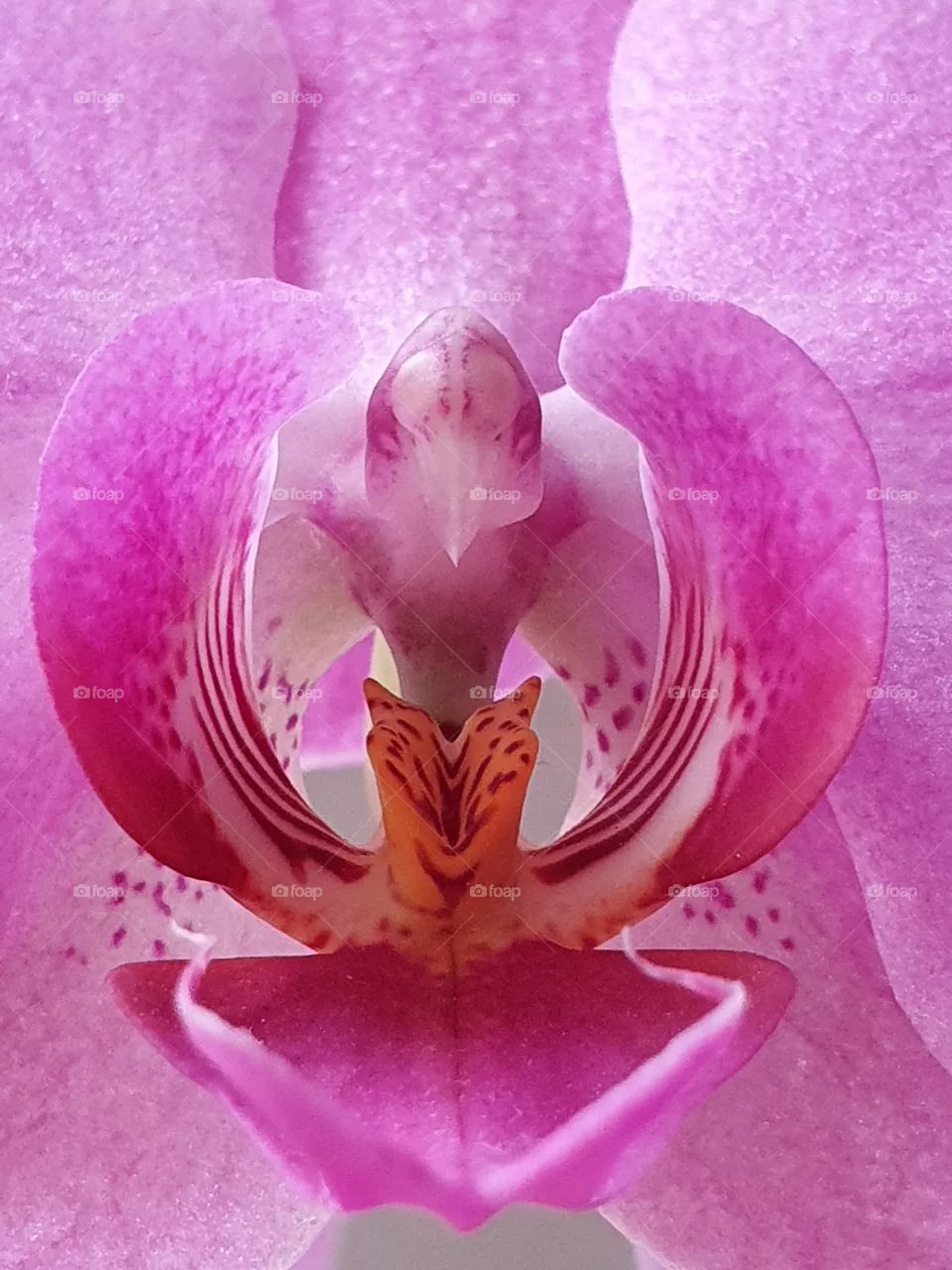 Orchidee, Makro