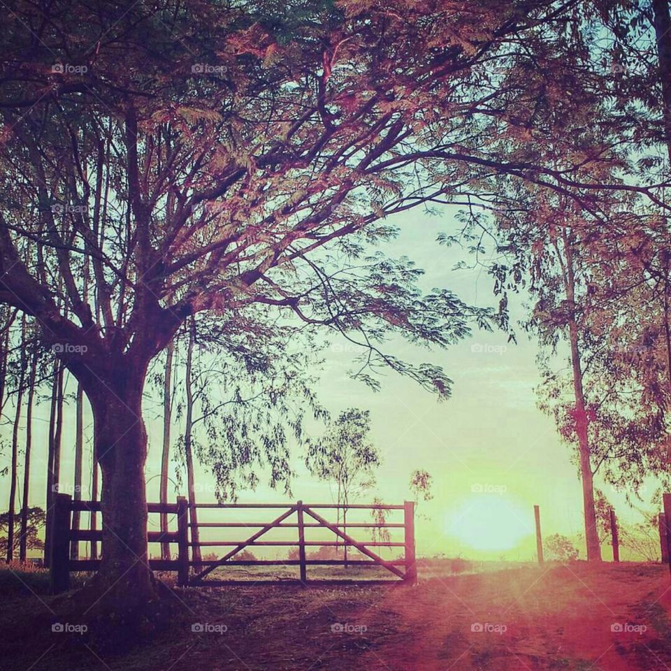 Tree, Fall, Fog, Landscape, Wood