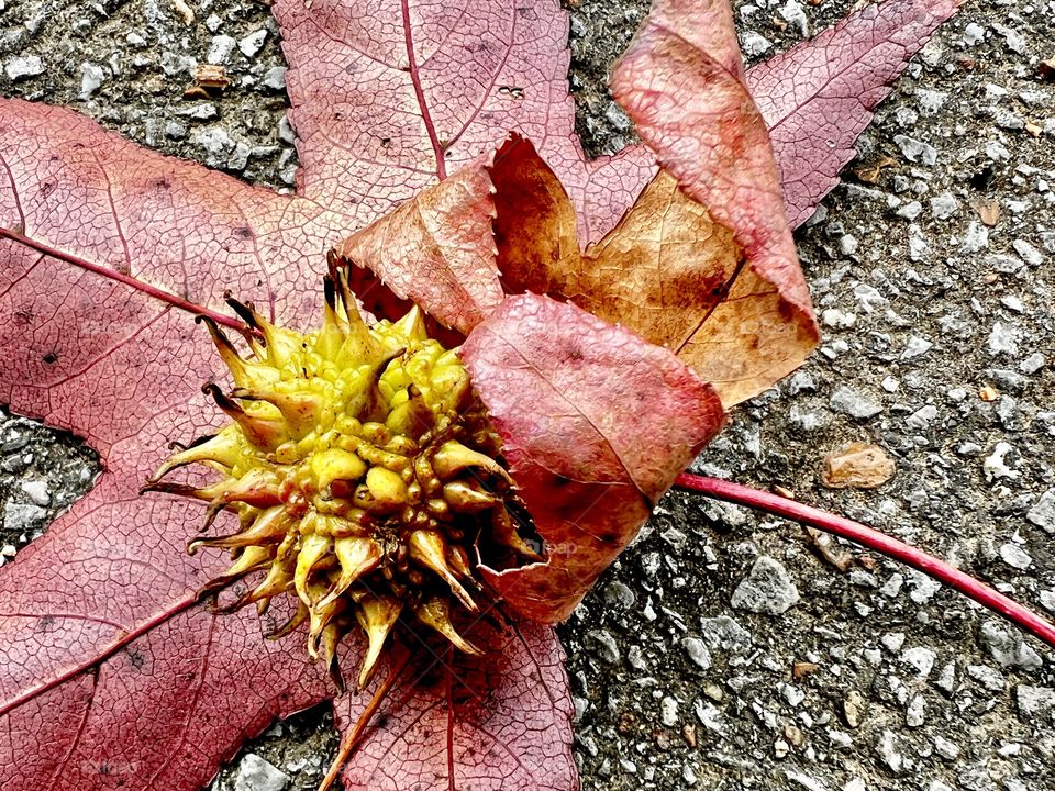 Closeup of sweet gum leaf and gum ball on car park pavement
