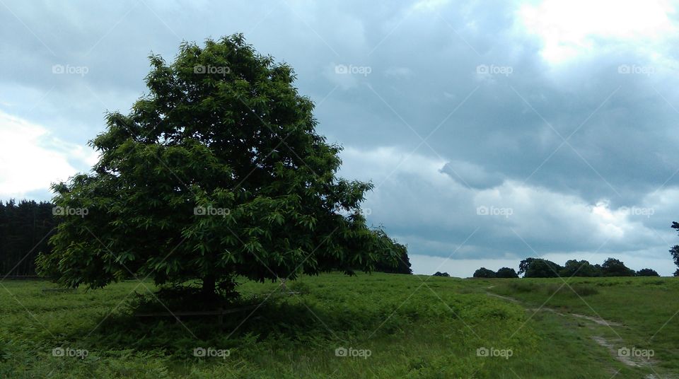 attractive chestnut tree