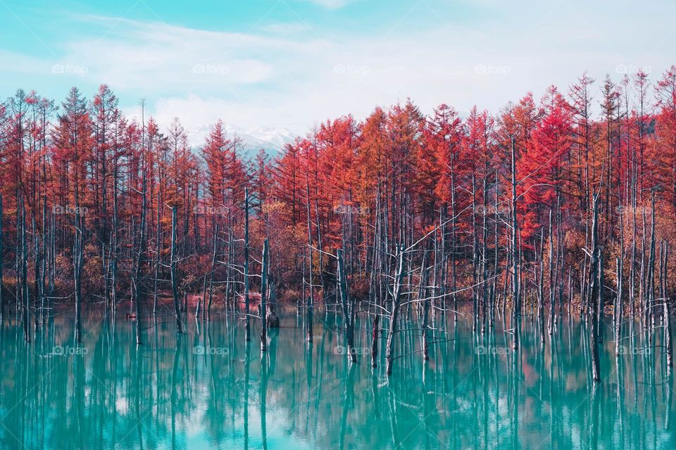 Natural landscape of maple forest and lake