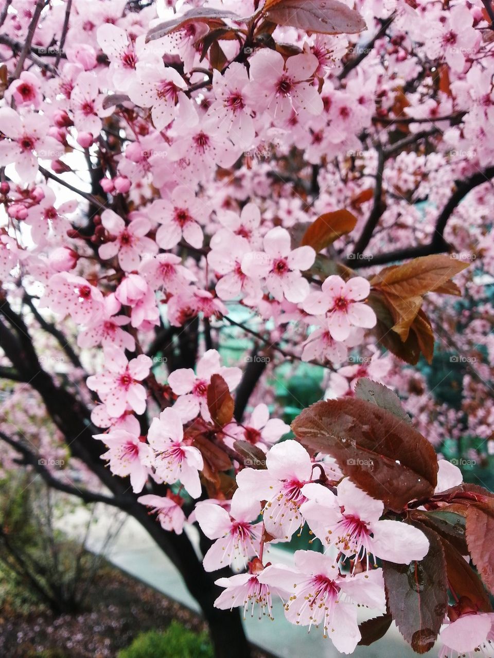 Cherry Blossoms 