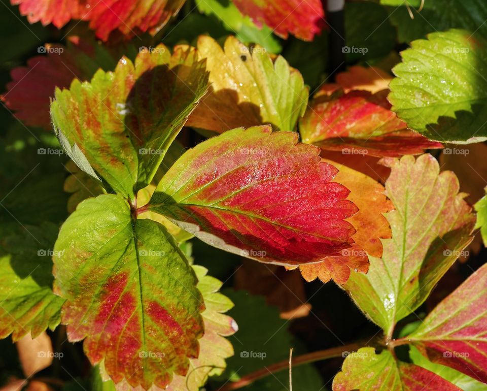 Autumn colours