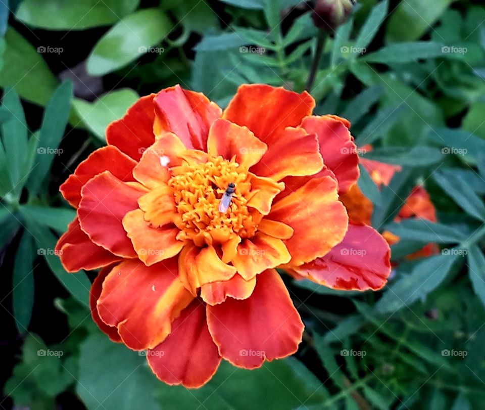 Orange and red  tagetes flower with a tiny fly