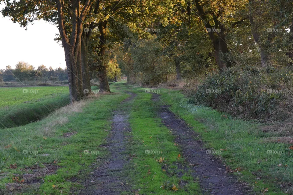 einsamer Landweg