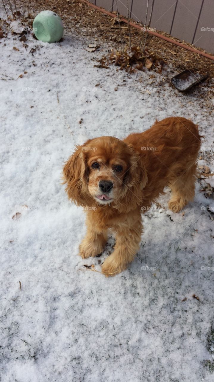 savannah in the snow