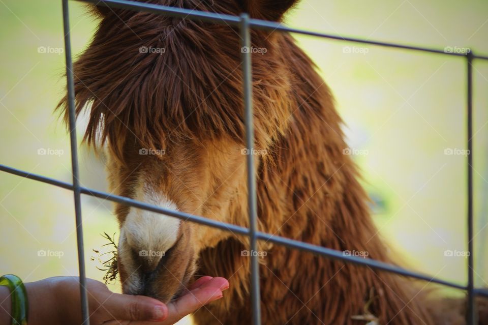 Close-up of Alpacas feeding