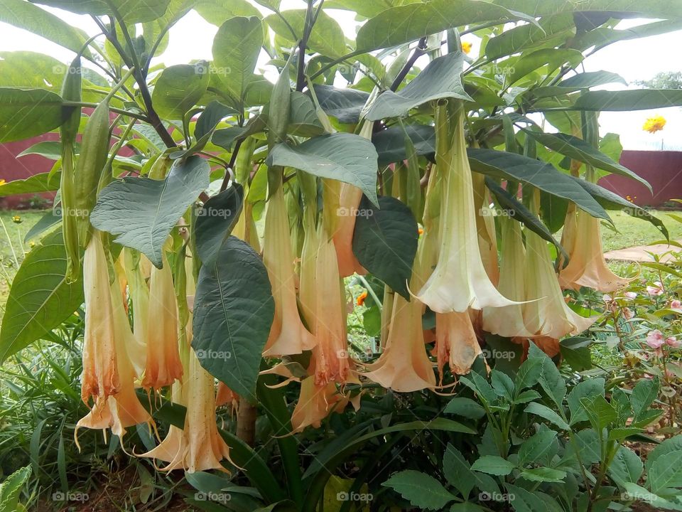 The trumpet flower is just beautiful, it always attracts us towards its beauty and nature.