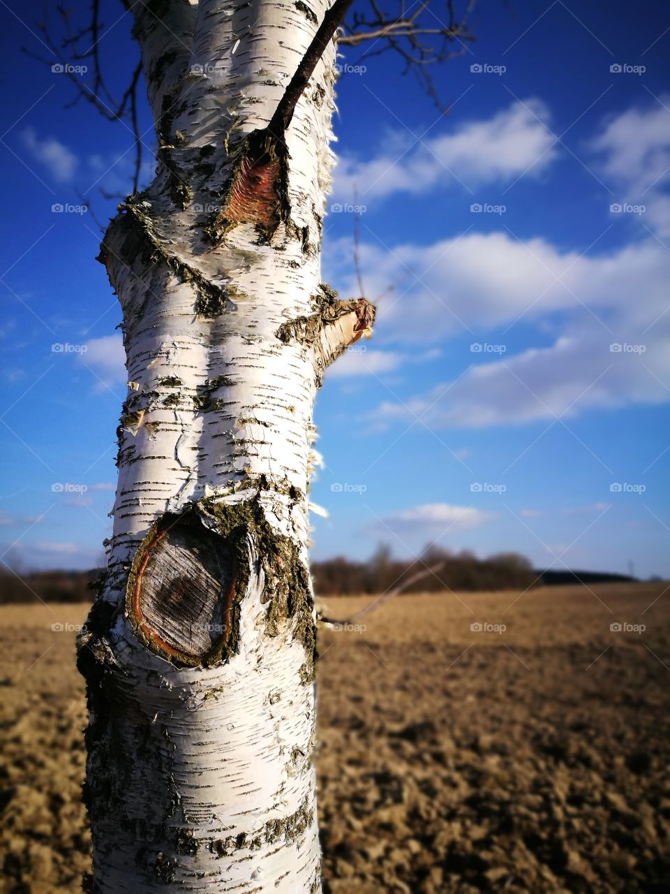 Lonely birch tree
