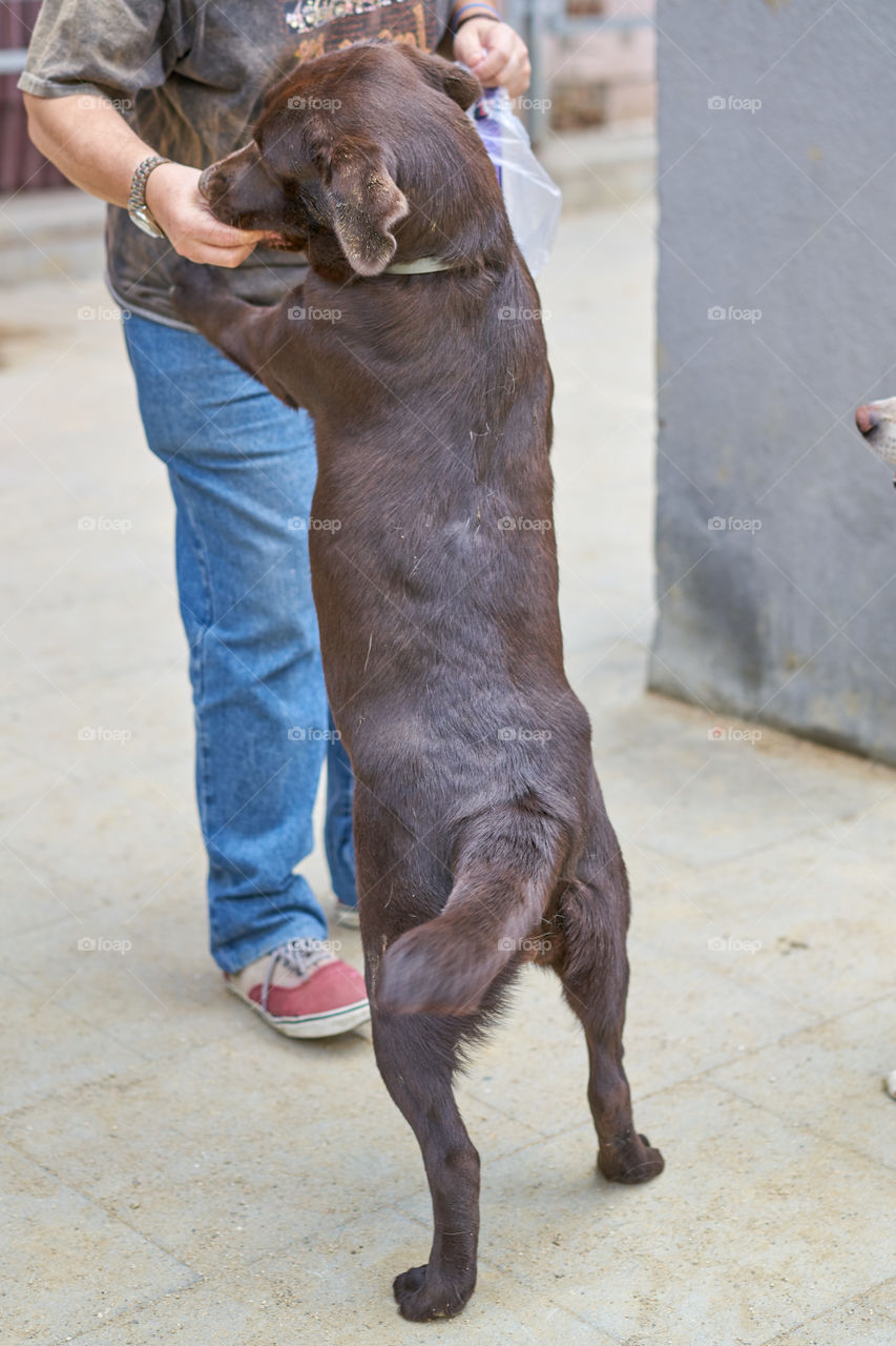 Labrador asking for a dog candy