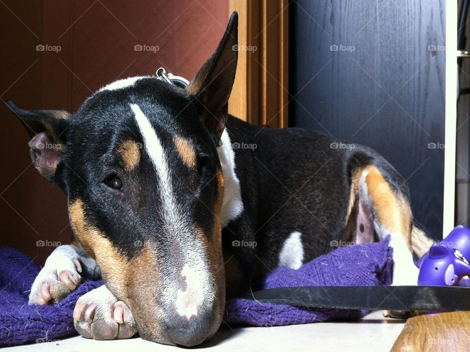 bullterrier