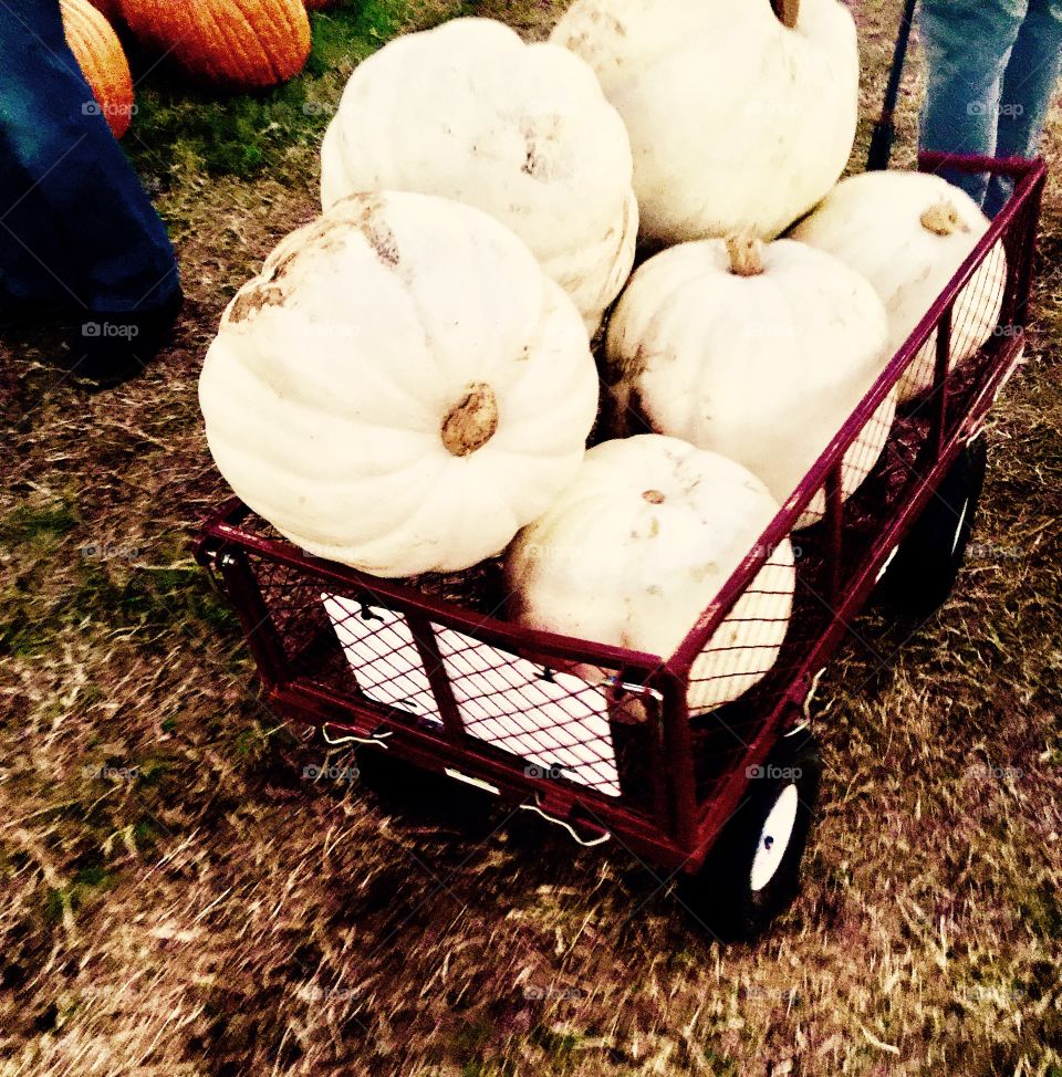 Cart of white pumpkins