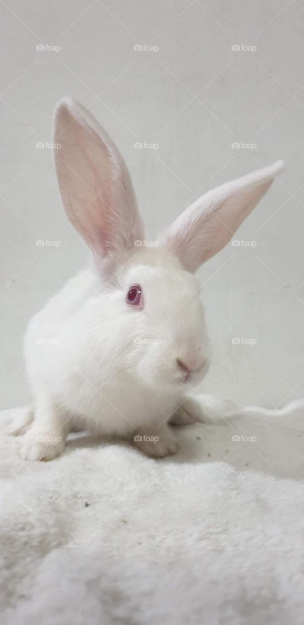 white rabbit, animal with long ears and soft white fur