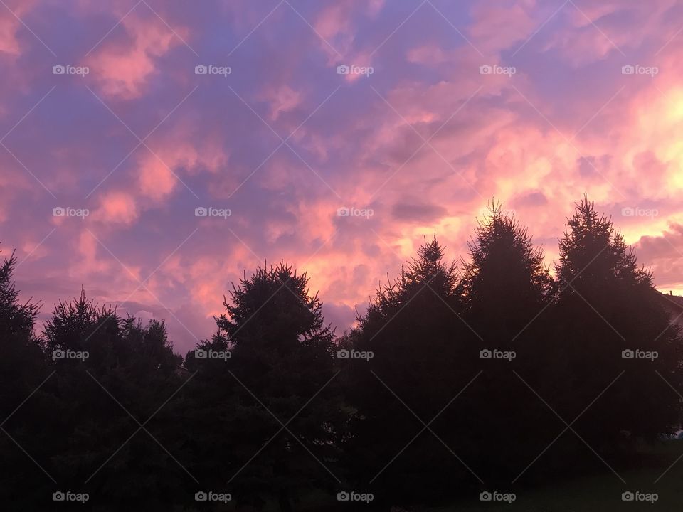 A gorgeous purple and pink sky as the sun sets beyond the pines. 