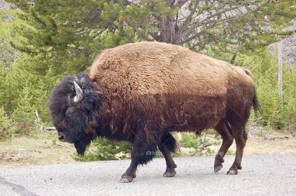 Moving Buffalo