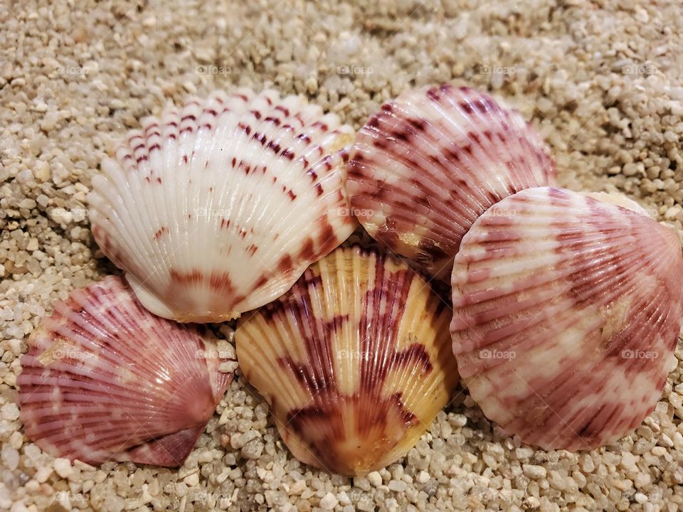 Scallop Shells on the Sand