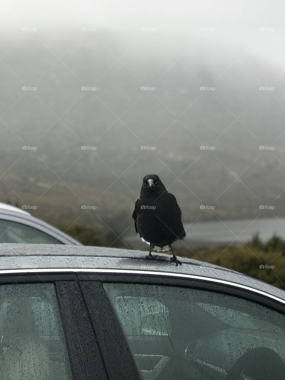 Black bird standing on a car