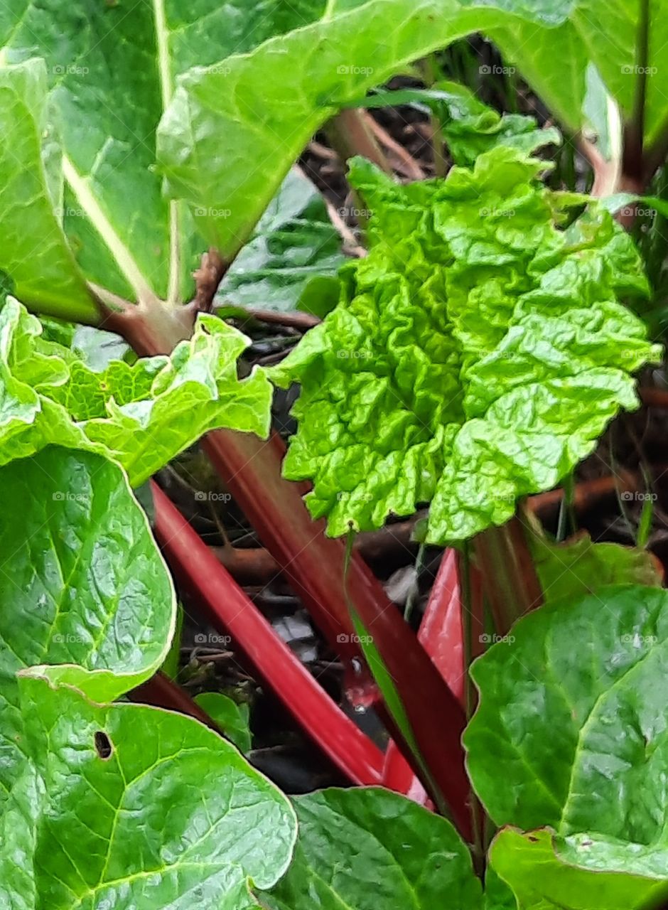 red stems and green leaves of young rhubarb