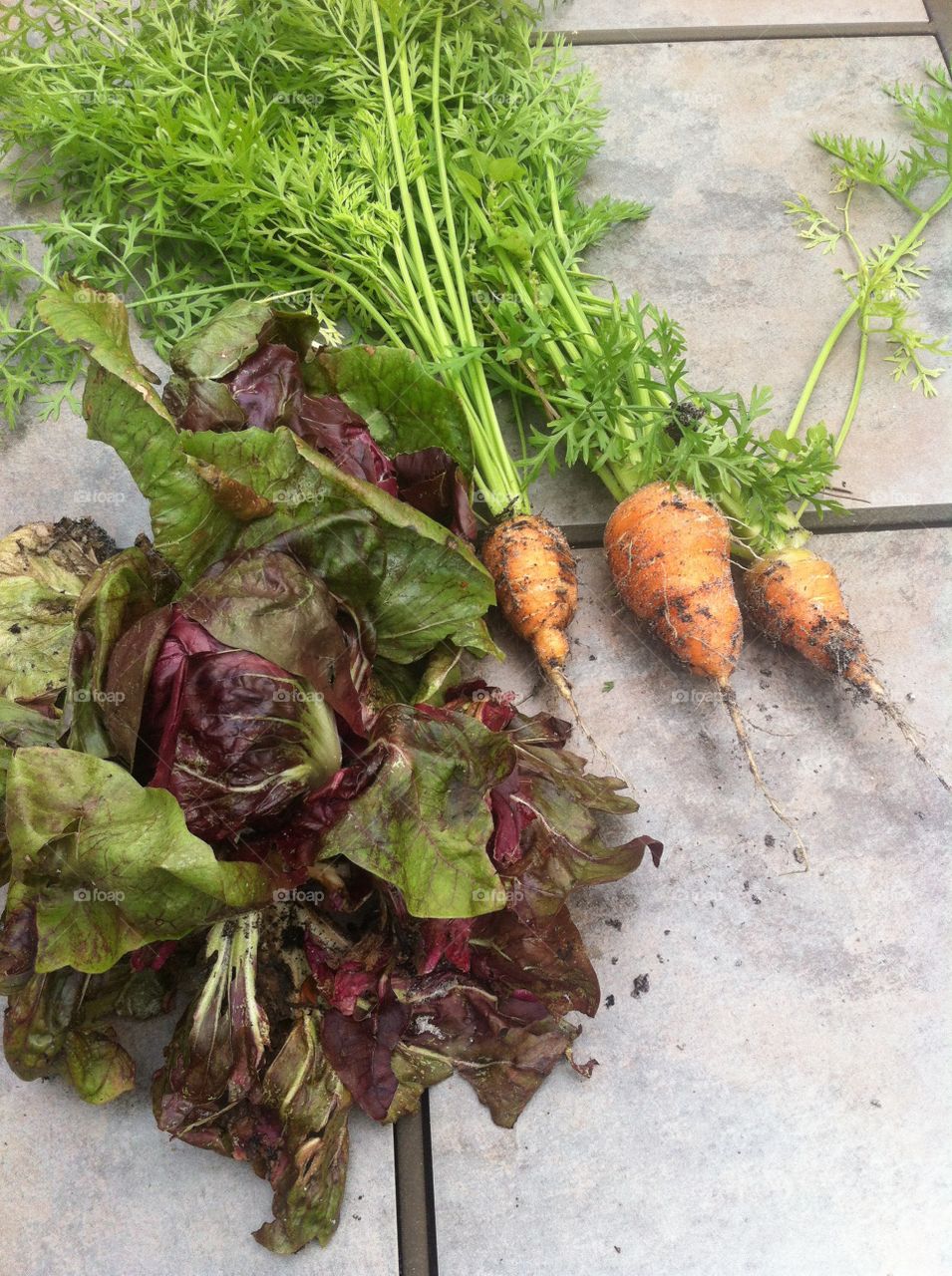 Fresh picked homegrown carrots and radicchio from the garden for salad. 