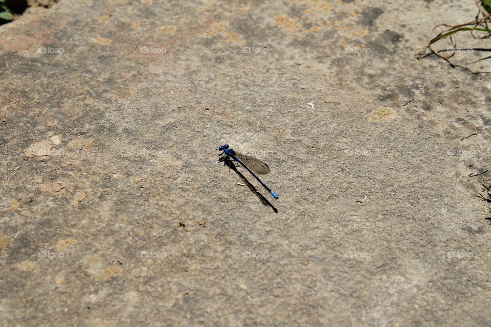 dragonfly on rock