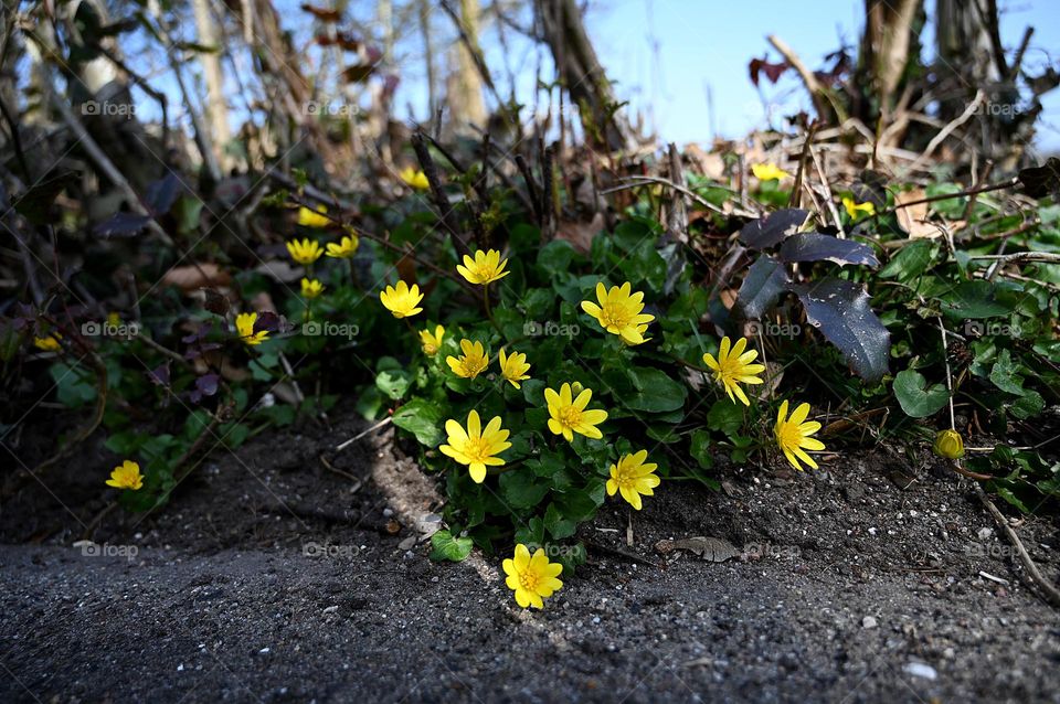 spring flowers along the way