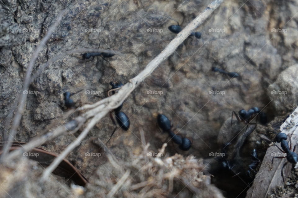 Ants Colony