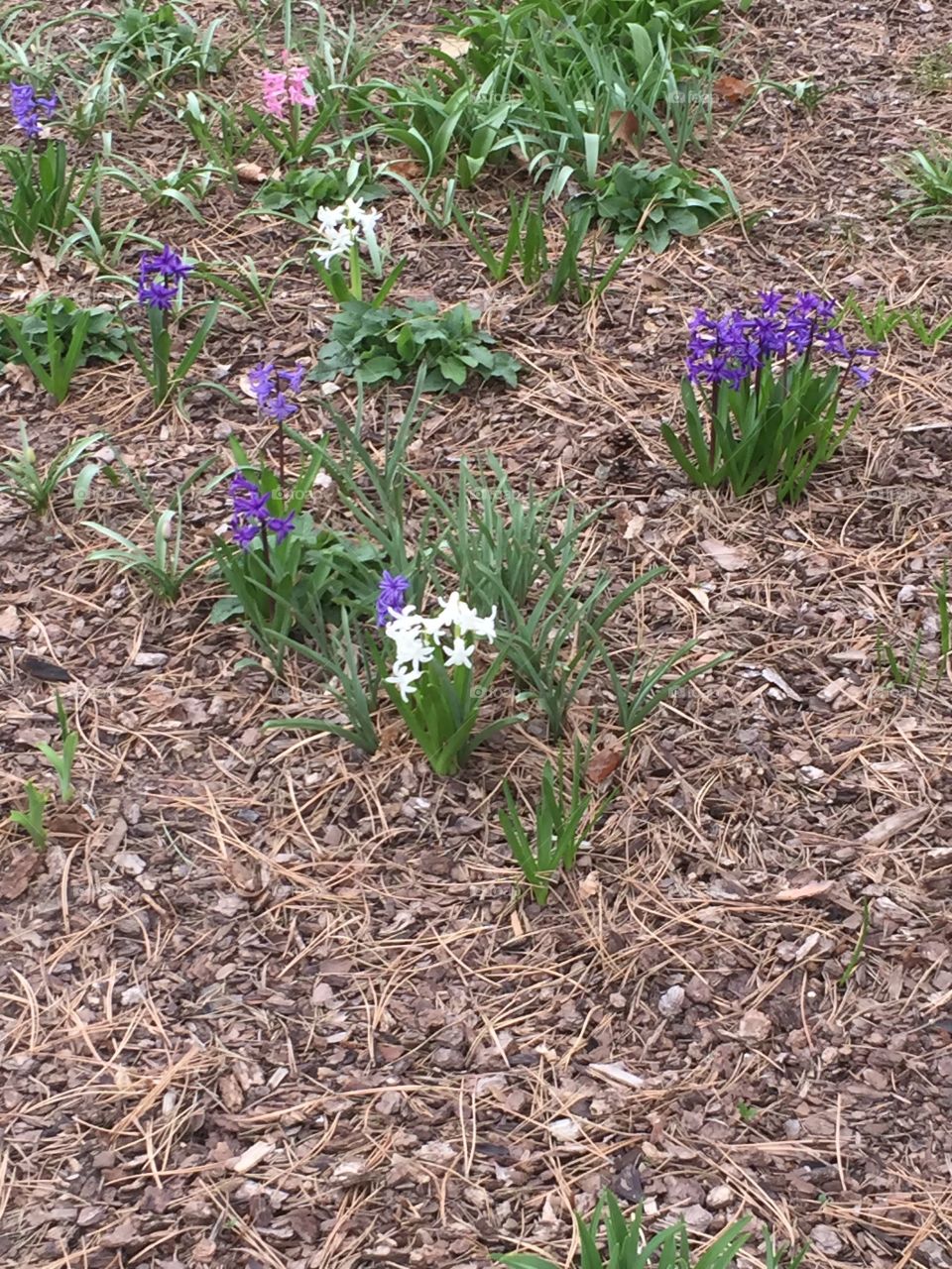 Purple Flowers, White Flowers, Flora, Botanicals, Botany, Greenery, Autumn Leaves in Spring, Spring and Summer, Beauty, Spring as a rejuvenation of Life. 