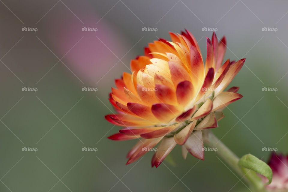 Macro photography of small orange flower