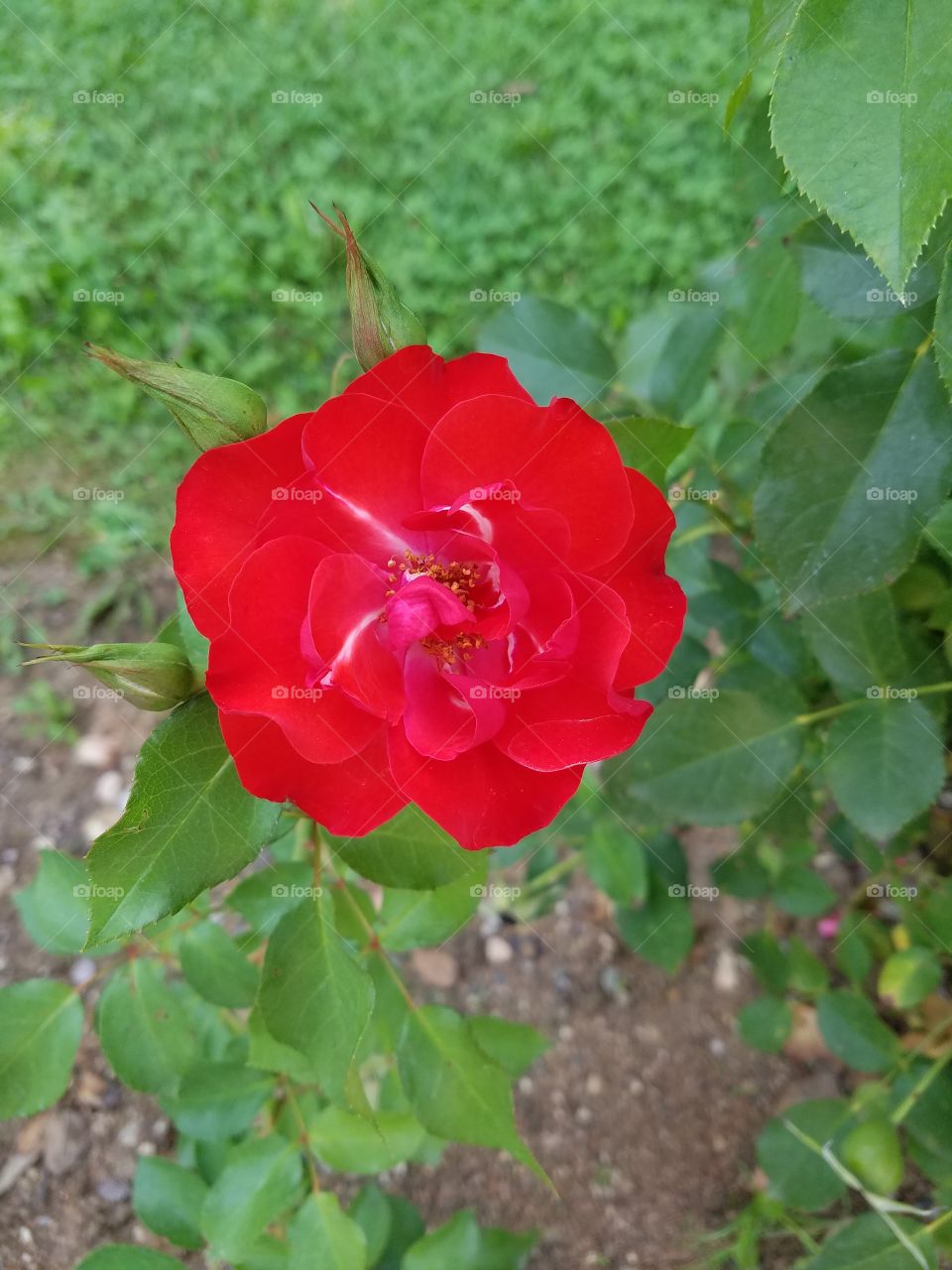 a red flower in the dikman vadesi park in Ankara Turkey