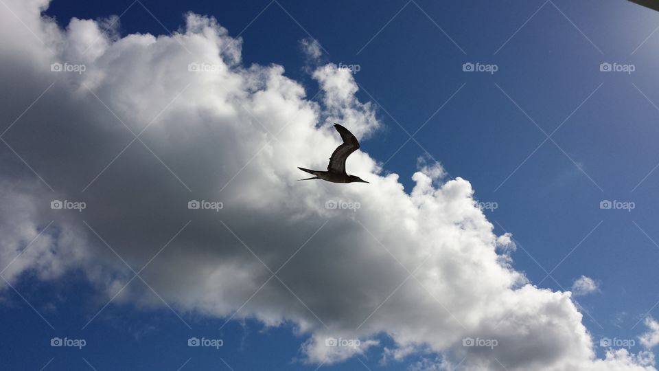 Sky, Flight, Freedom, Outdoors, No Person