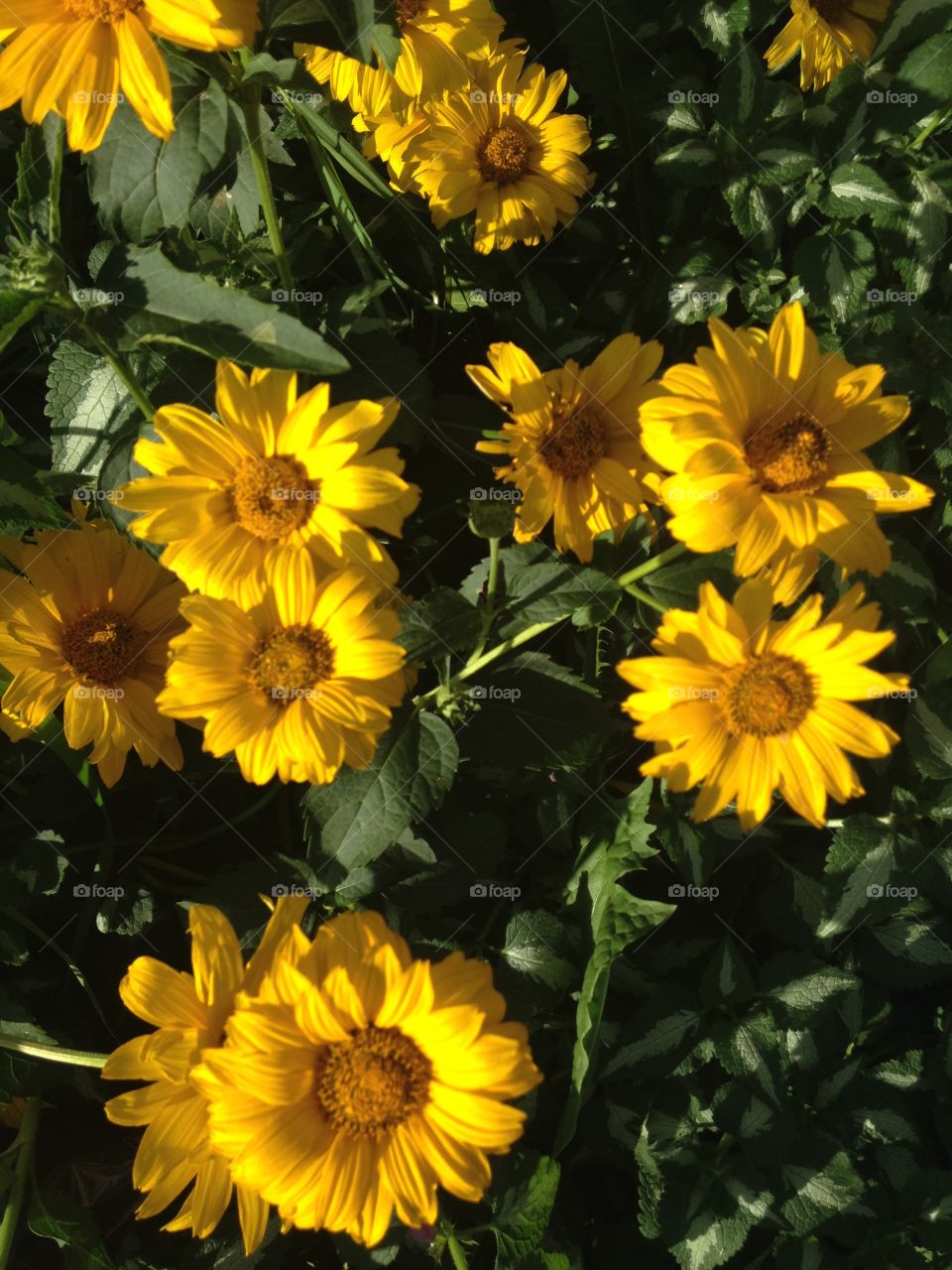 Yellow flowers