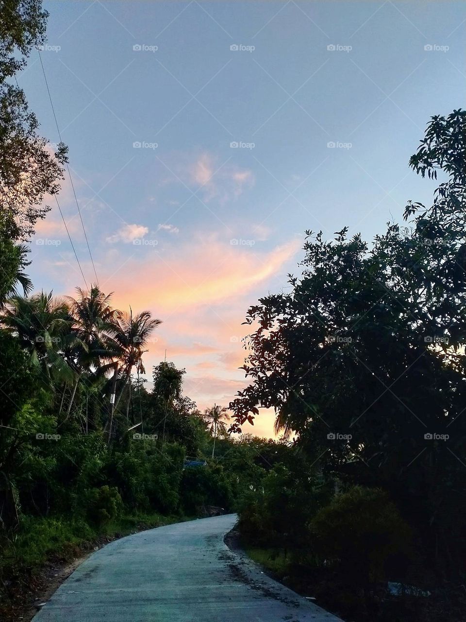 Road surrounded by nature