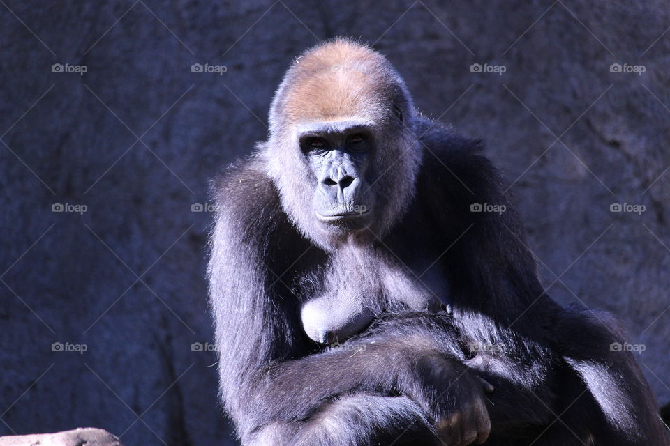 Gorilla